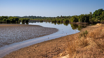 Bolongs et mangrove
